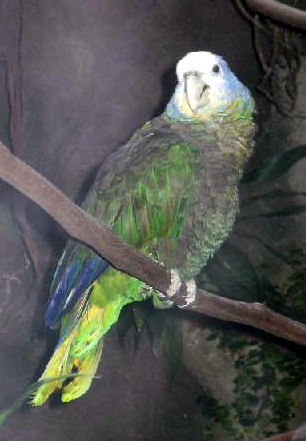 Amazona guildingii
